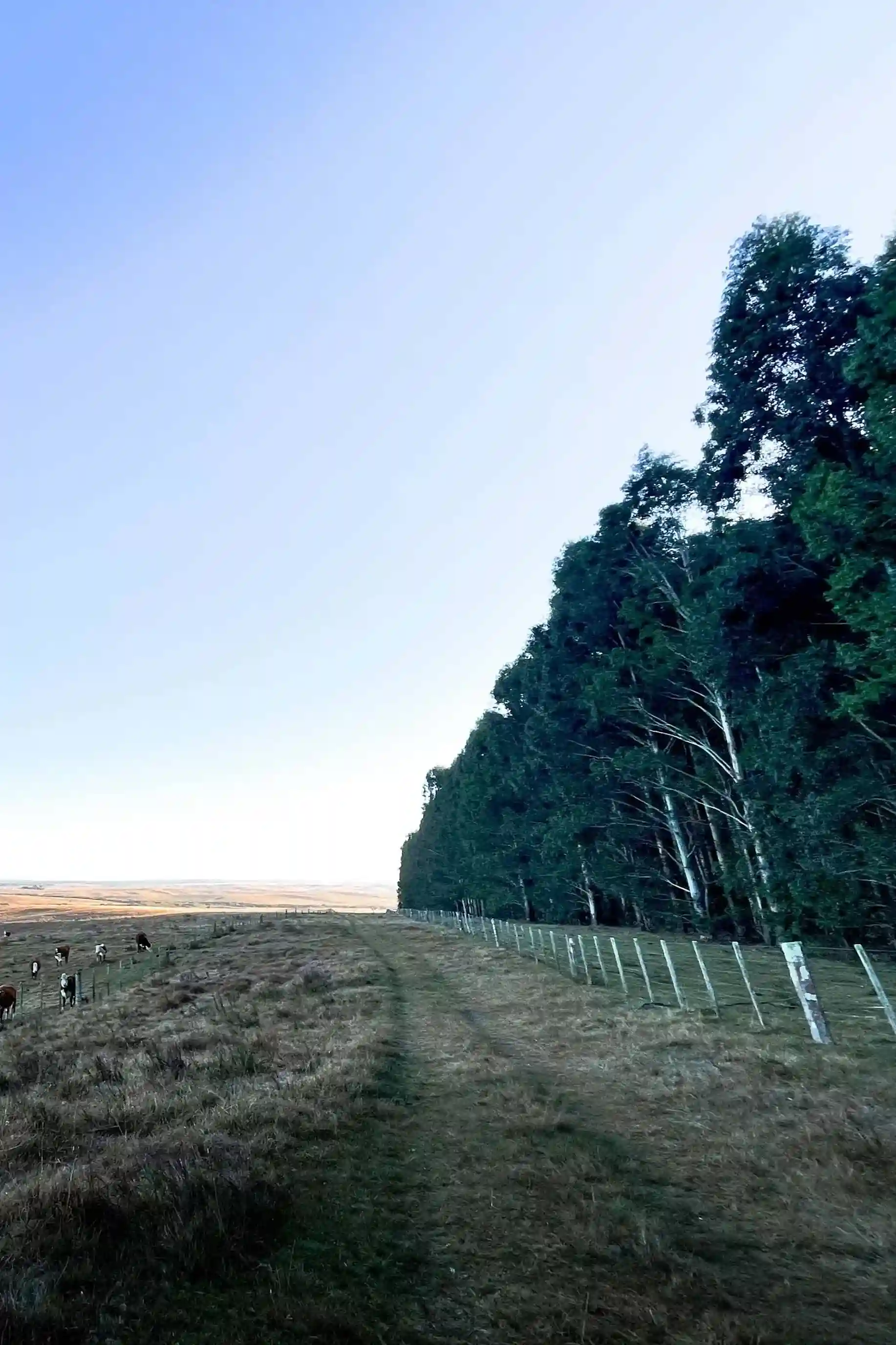 Vista de cerros y pastizales en la zona de la carrera
