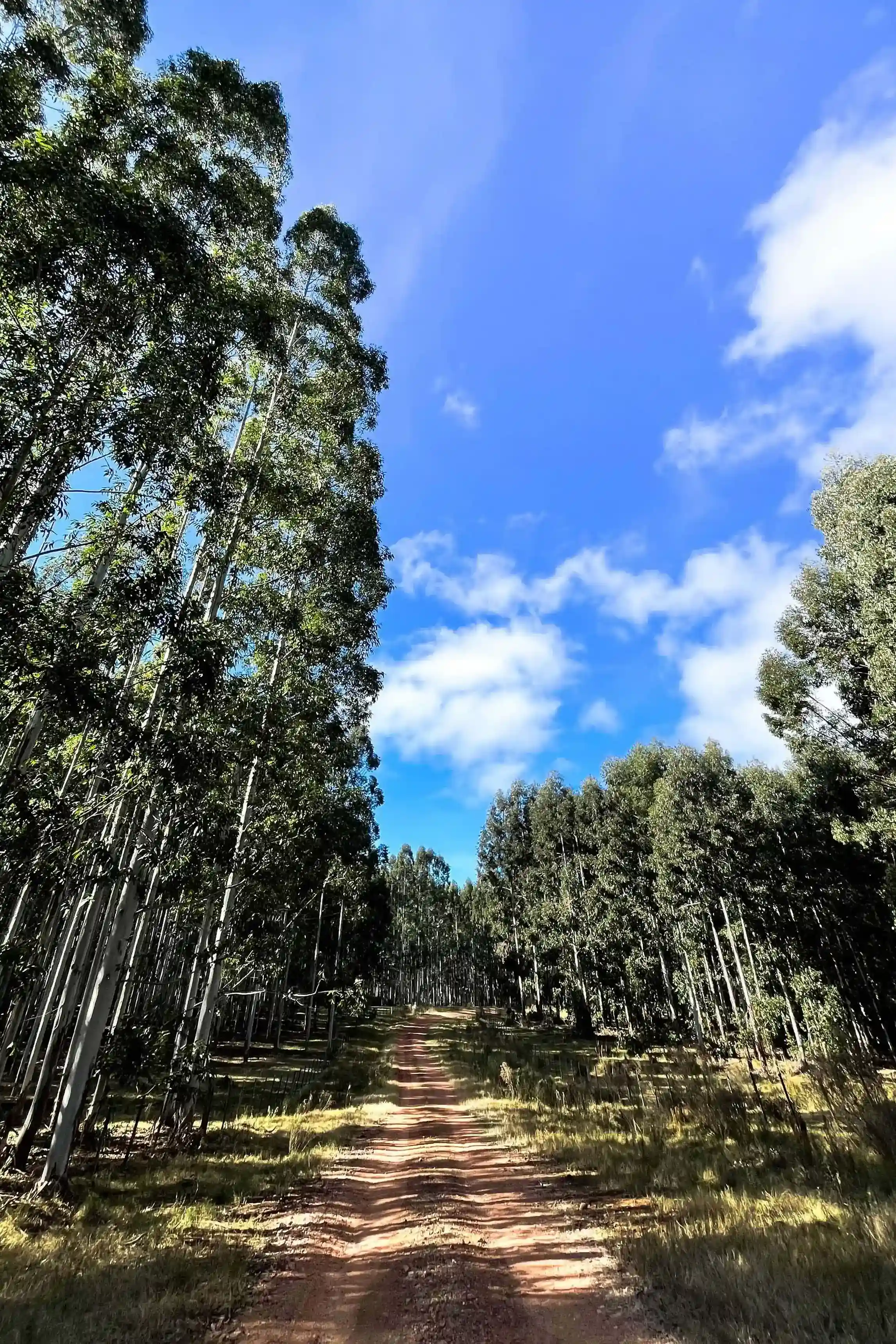 Vista de cerros y pastizales en la zona de la carrera